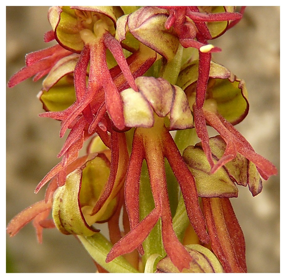 Orchis anthropophora